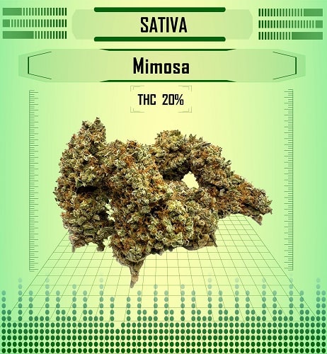 sativa mimosa, Happy High Medical Exotic Weed Dispensary in Bangkok, Thailand