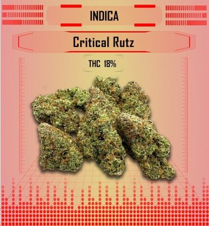 Critical Runtz, indica critical rutz, Happy High Medical Exotic Weed Dispensary in Bangkok, Thailand