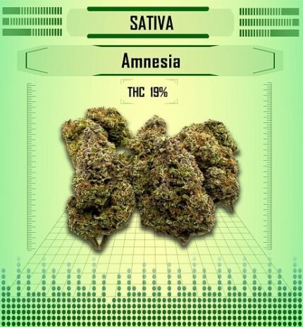 sativa amnesia, Happy High Medical Exotic Weed Dispensary in Bangkok, Thailand