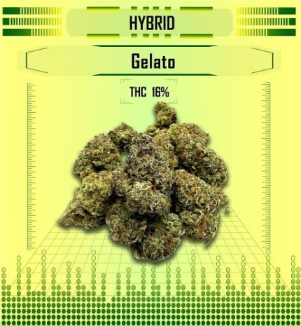 hybrid gelato weed seed, Happy High Medical Exotic Weed Dispensary in Bangkok, Thailand