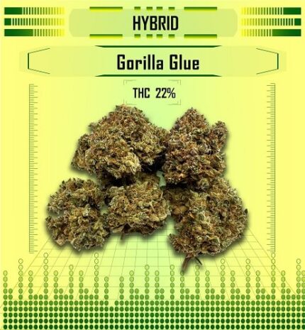 hybrid gorilla glue, Happy High Medical Exotic Weed Dispensary in Bangkok, Thailand
